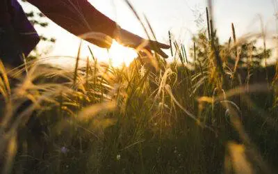 Letting Nature Bring Light to Your Life